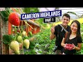 Things to do in CAMERON HIGHLANDS, Malaysia (Part 1) |  3 Days 2 Nights Travel Guide