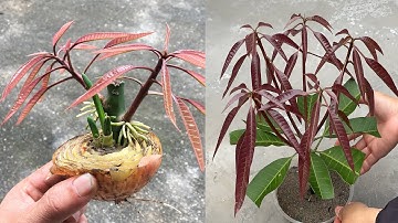 Using just onions, eggs and green bananas, you can propagate mango trees extremely quickly