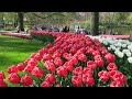 Keukenhof garden, Netherlands