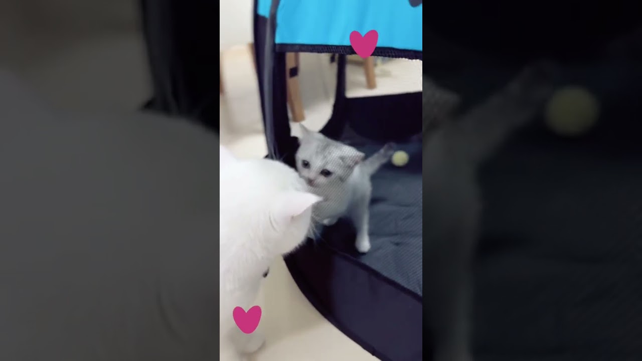 love at first sight 😻 Shiro ❤️ Aiko 