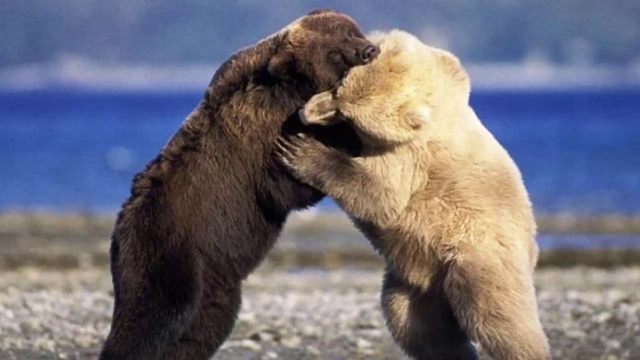 Кто сильнее медведи или бурые медведи. Гризли бурый белый медведь. Гризли и бурый медведь белый медведь. Медведь Гризли против бурого медведя. Полярный Гризли.