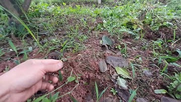 Lợi ích của cỏ trong vườn cây ăn trái