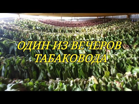 ОДИН ИЗ ВЕЧЕРОВ ТАБАКЕВИЧА.