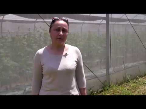 ,,სათბურის გოგოები\" ახმეტიდან