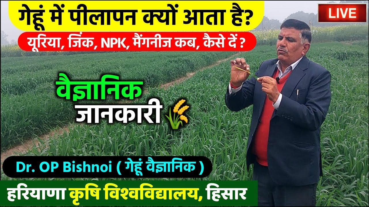 गेहूं में कल्लों की संख्या कैसे बढ़ाएं | पीलापन कैसे ठीक करें | गेहूं वैज्ञानिक से जानिए 🌾  LIVE 🔴