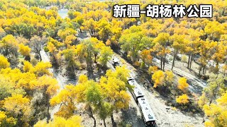 Xinjiang Populus euphratica forest tour in autumn! The Tarim Populus euphratica Forest Park in Lunt