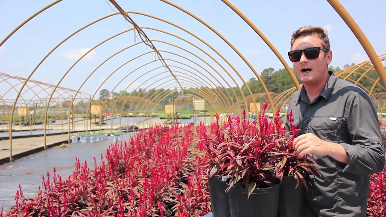 In The Nursery Celosia Dragon S Breath Youtube