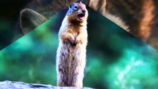 Humane Animal Removal | Westerville, OH – The Wildlife Control Company Inc.