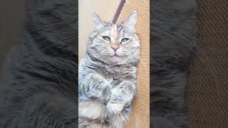 Funniest Cats   Don't try to hold back Laughter