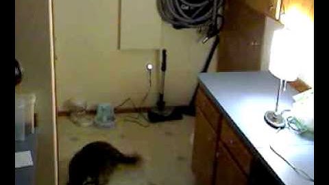 VueZone cat vindication