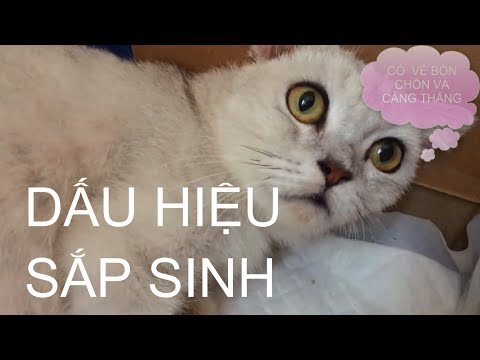 Video: Dấu Hiệu Cho Thấy Mèo đang Chuẩn Bị Sinh Con