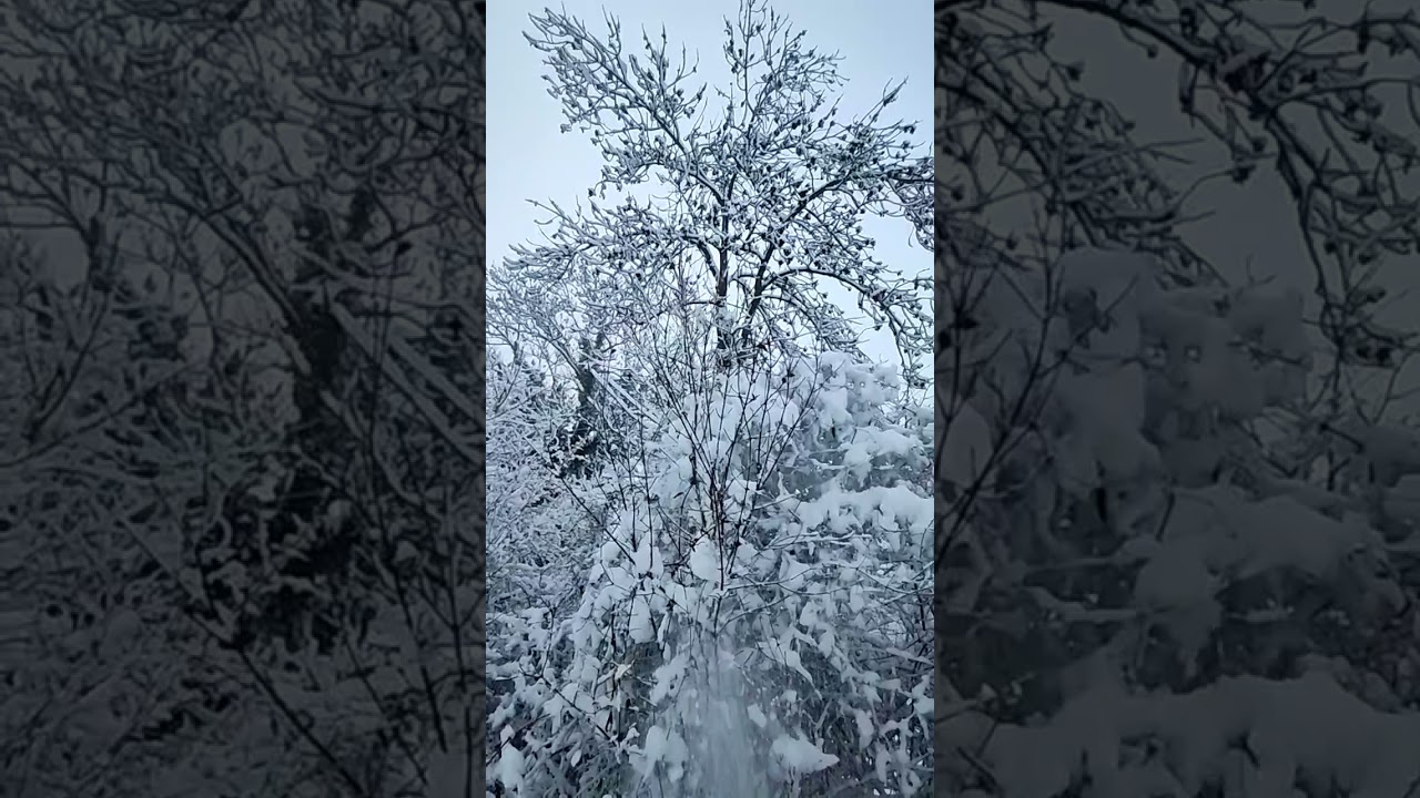 Schnee runterrei&szlig;en runter treten runterhauen von den Baum &Auml;sten Schneelast Lawine f&auml;llt herab Ast