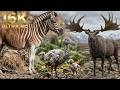 [16K] 콰가! 1883년 멸종·도도새 외 멸종 및 멸종위기동물! 생태 대백과 아카이브