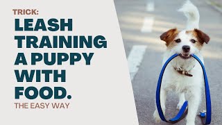 Puppy Leash Training and Teaching New Behaviors