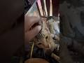 My Tabby Cat's Ultimate Relaxation Session 😴🐾" When Your Cat Just Wants to Be Pet Forever