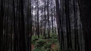 SORE HARI DI HUTAN PINUS#jejakanginmalam