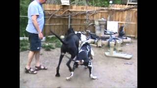 Pa Great Dane Rescue cam - Moose