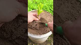 ma 000356mini rotary tillage and ridding all -in one tree short view