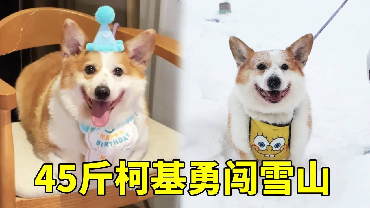 45 斤柯基勇闯 4300 米雪山！短腿踩雪喘粗气也要爬，生日这天它成了 “雪山最拽修勾”！【疯铲姐妹】