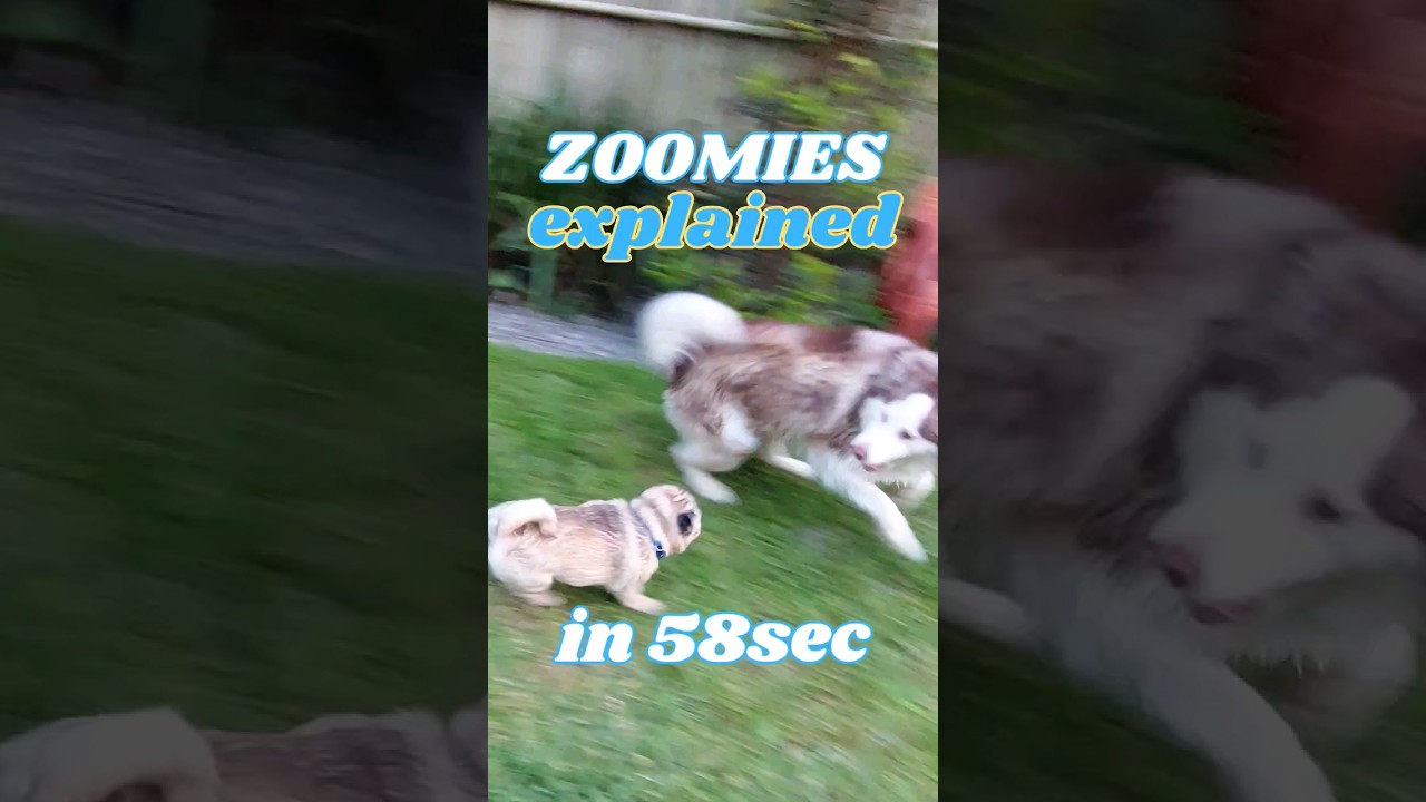 What Exactly Does Zoomies Mean for Dogs #shorts