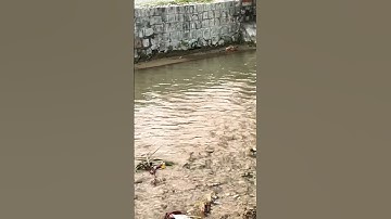 Timeless Vibes: Best Song Ever 🎶 | #Shorts