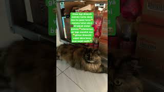 #cat #youtubeshorts ##youtubeshort #youtube #subscribe #shortvideo #short #foryou #fyp #vlog
