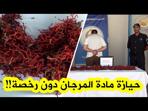 شاهد الأمن الحضري الخارجي سيدي سالم بولاية عنابة يحجز 9 5 كلغ من مادة المرجان الخام