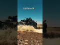 Mali 🇲🇱 d’abord 🇲🇱✊🏻⚔️