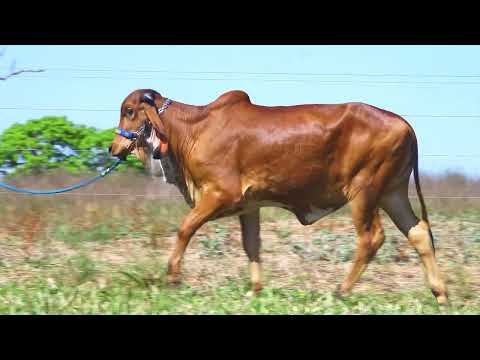 Lote 15 • Leilão Gir Leiteiro Agropecuária São Pedro • ZAB 3450