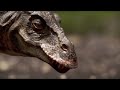 Hunting with a T-Rex | Walking with Dinosaurs in HQ | BBC Earth