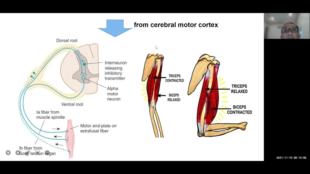 human motor system part 3 UMN dan LMN - YouTube