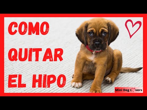 ✨COMO quitar el HIPO EN PERROS ¿Por qué da Hipo? 🐶[Mini Dog LOVERS]