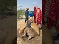 مشهد ساحر لامرأة مجتهدة تملأ الماء لجمل