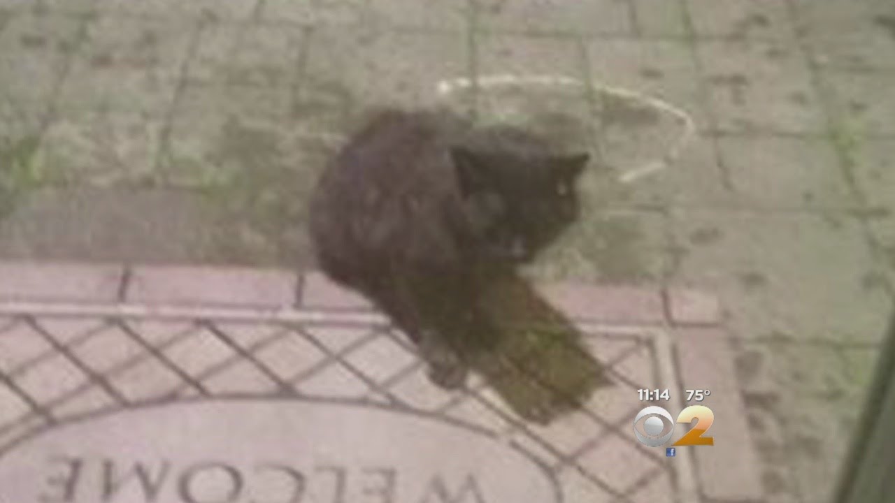 突如人間に牙をむく 猫が人を襲う7つのケース カラパイア