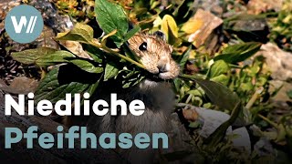 Pika sammelt Nahrung für den Winter und hat den niedlichsten Warnruf