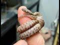 The BEST snake species for an avid new keeper: Childrens Pythons