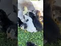 Chicken and dog sharing breastfeeding #shorts #cute #shortvideo