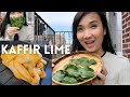 Kaffir Lime Tree - How to Grow in Container - Roasted Chicken recipe