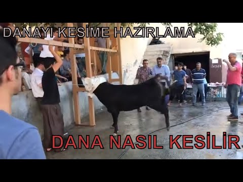 KURBANLIK DANA KESİMİNDE ZOR ANLAR.. KURBAN BAYRAMI