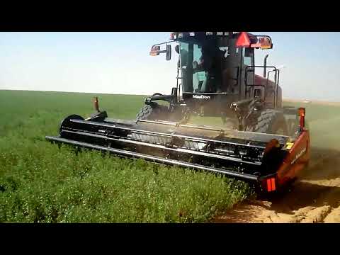 حصاد علف البرسيم بالحاصدة الذاتية  2   الزراعة في السودان علف البرسيم