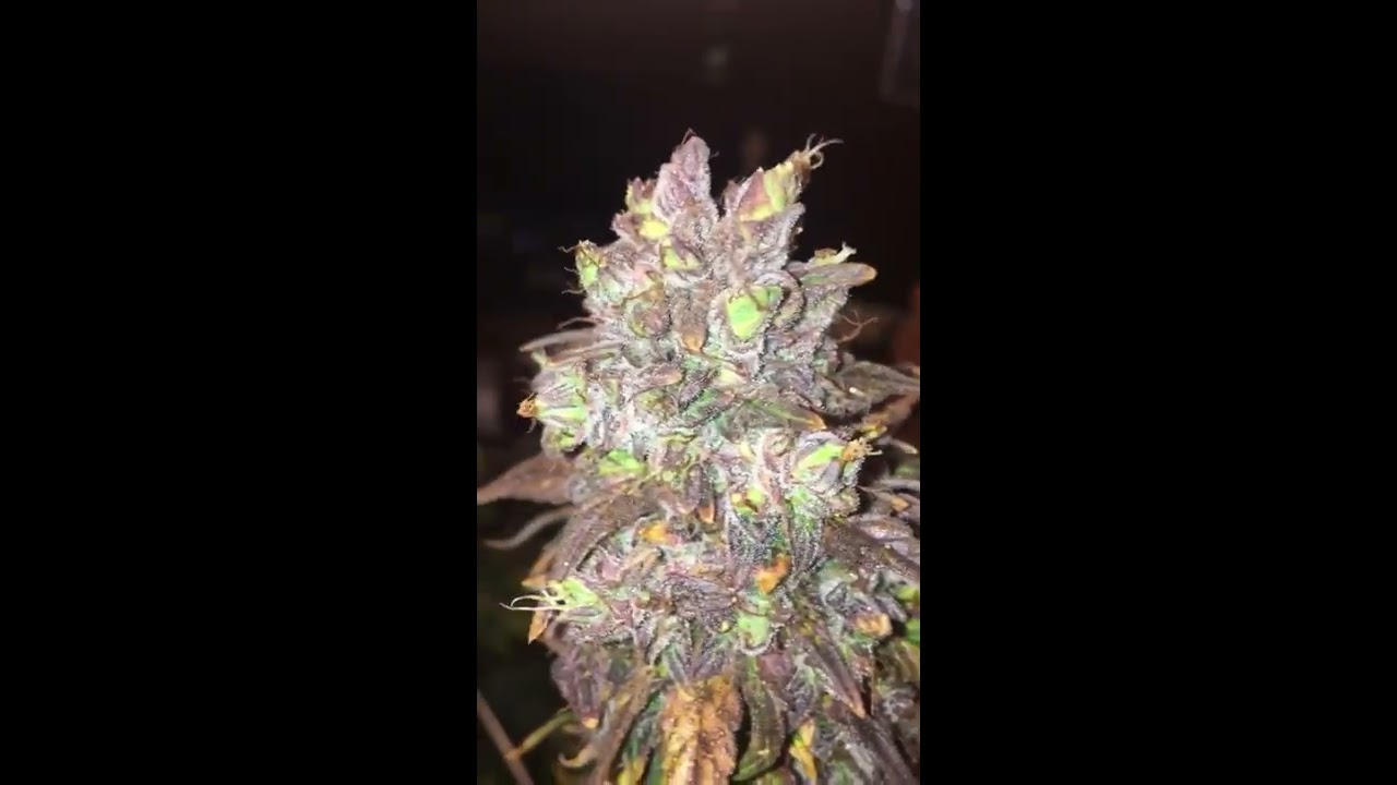 Dutch passion durban poison auto (final stretch)