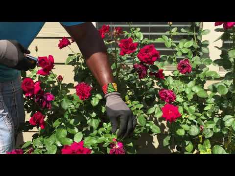 Videó: Deadheading Roses: Hogyan lehet Deadhead Roses-t több virágzásért