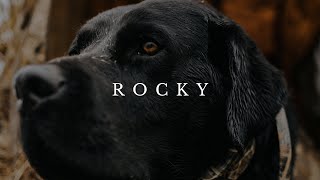 ROCKY  The Duck Dog