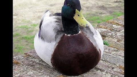 Goofy aah incremental (The Ultimate Upgrade Tree: Teamwork)