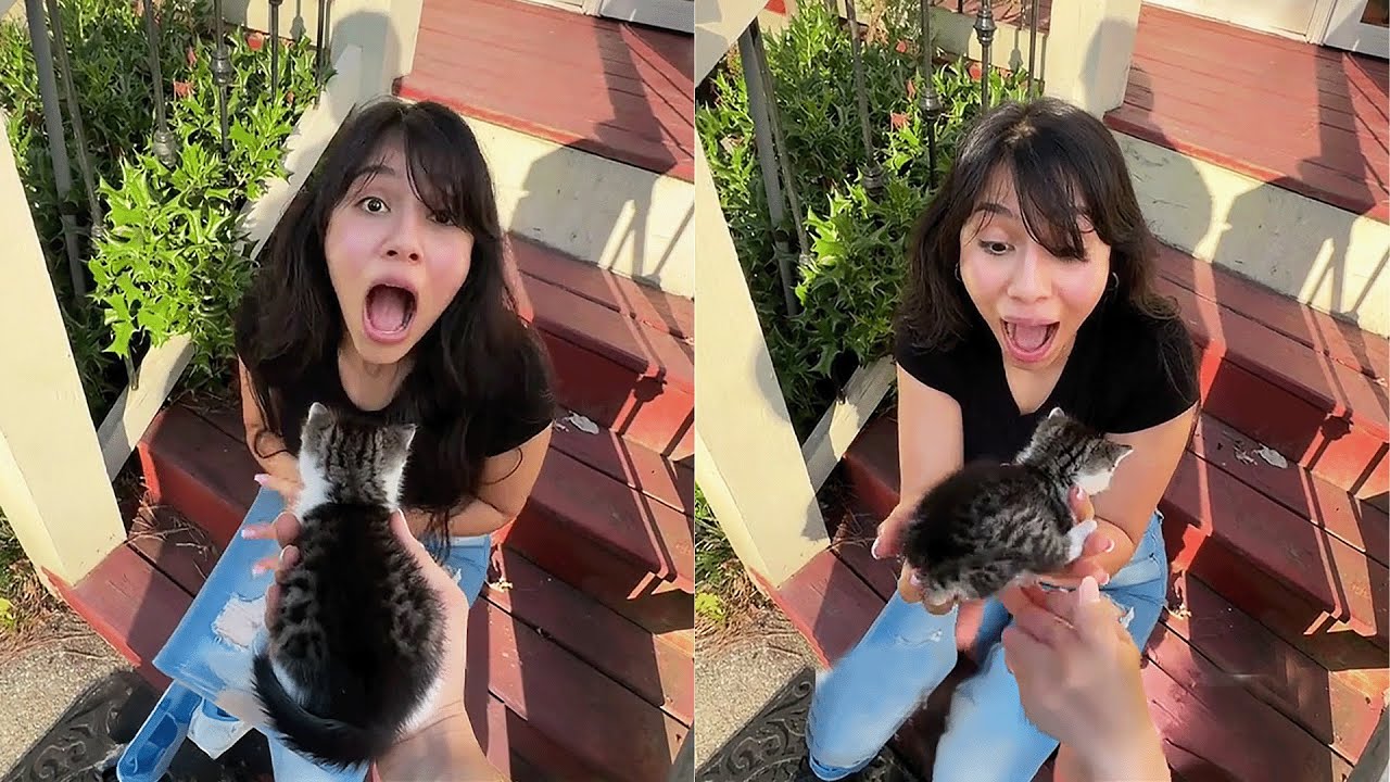 New Kitten Surprise Compilation 2025 | Wholesome Surprise Moments