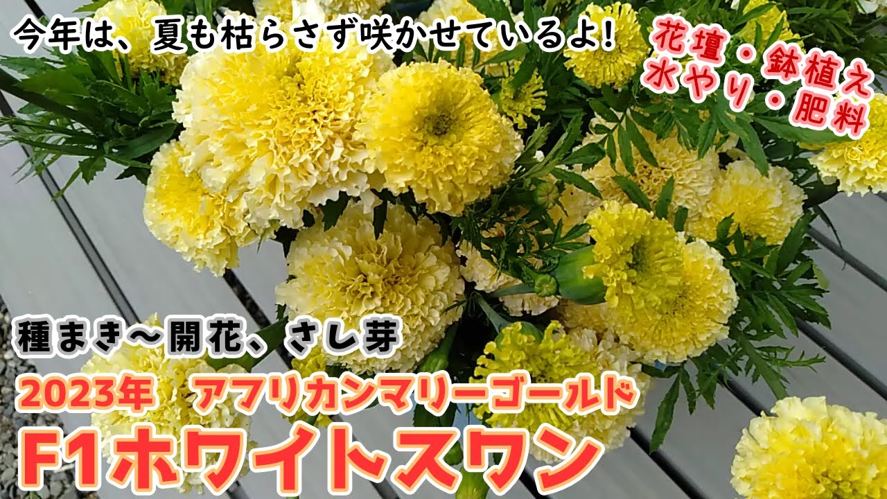 Посев африканских бархатцев F1 White Swan 2023 года → цветение, черенкование, полив, обрезка, удо...