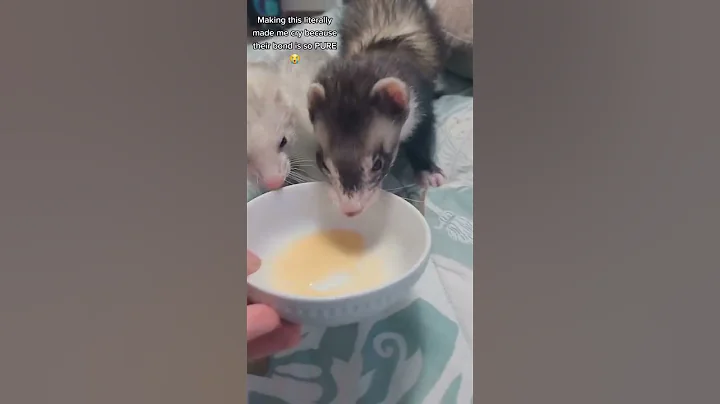 Nugget & Baby VVaffles (6.10.22)