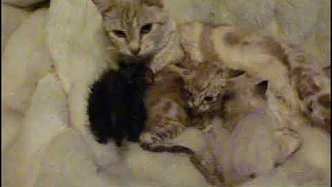 Watch the video about Silvie & Her Cashmere Bengal Kittens