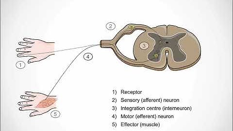 THE NERVOUS SYSTEM: Spinal Reflex: Simple Reflex Arc