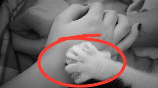 How to Know If Your Cat Has Imprinted on You- 15 signs